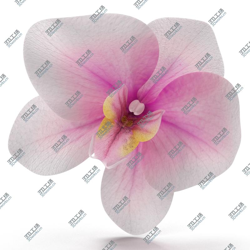 images/goods_img/202104091/Orchid Flower/5.jpg